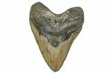 Fossil Megalodon Tooth - North Carolina #351727-1